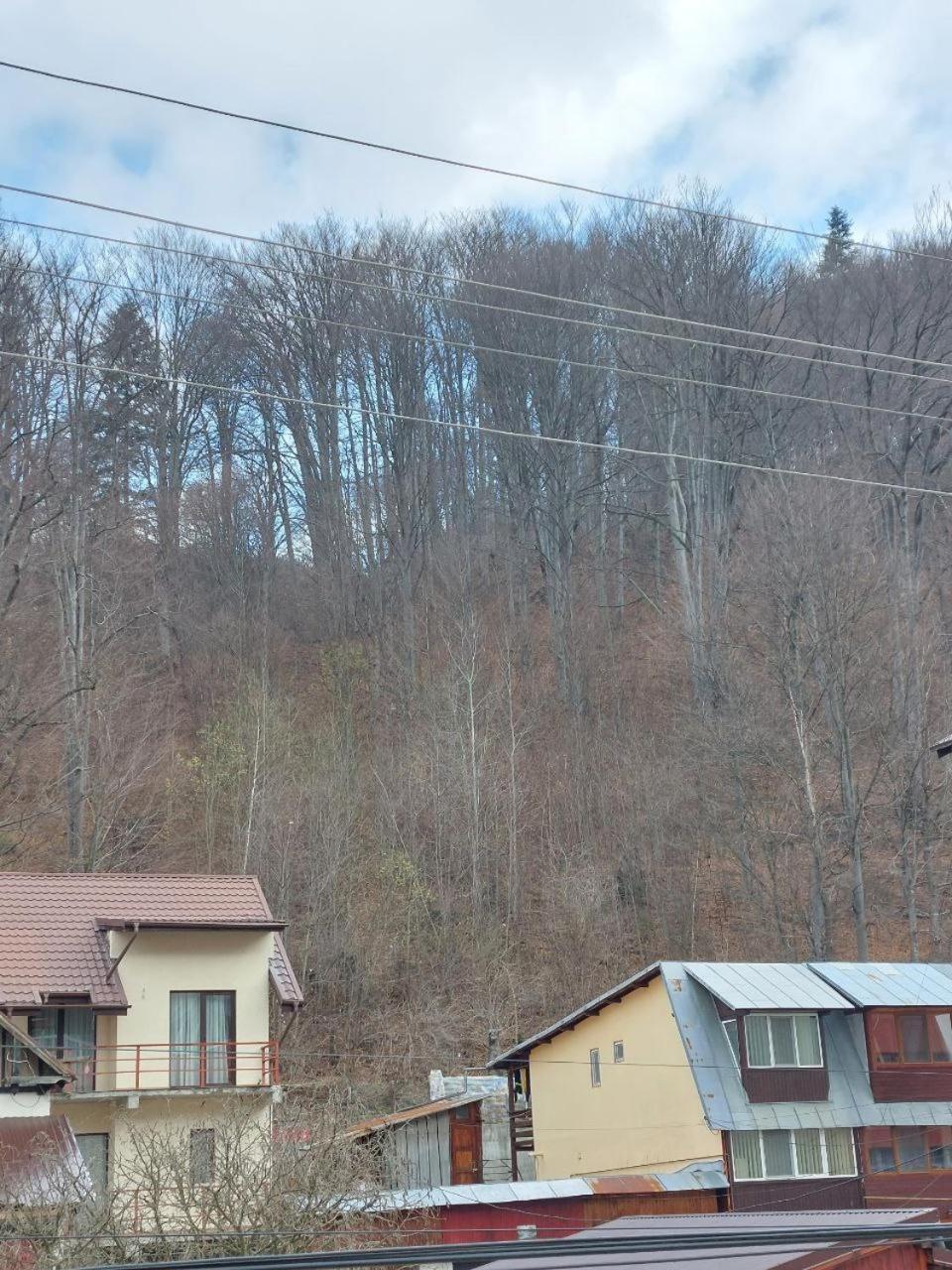 Vila Foc Alb Apartamente-Buşteni Dış mekan fotoğraf